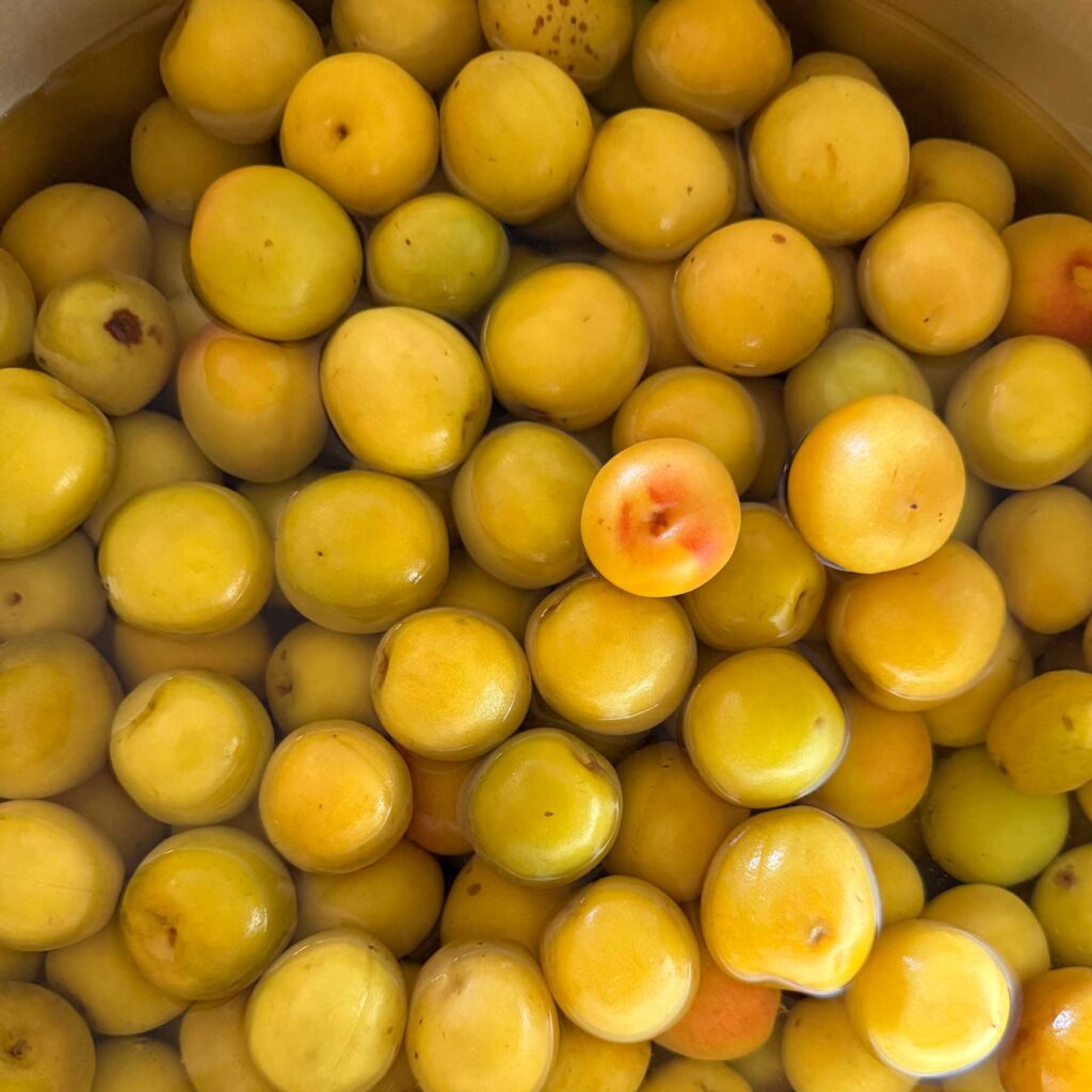 ロジュビネガー 梅酢 プレミアム 有機梅のドレッシング